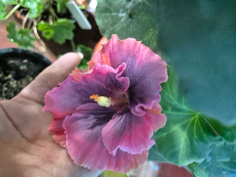  - Moorea My Blue Pearl