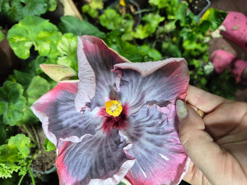  - MMT zodia Varsator