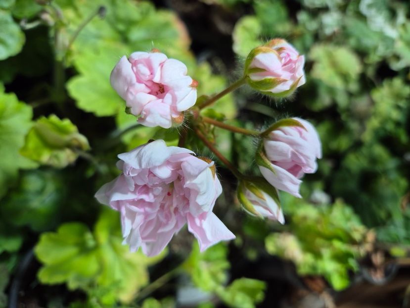  - Muscate trandafirasi