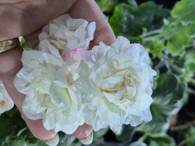  - Muscate trandafirasi