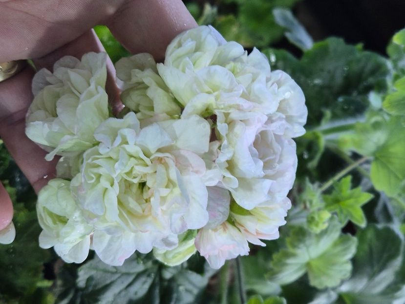  - Muscate trandafirasi