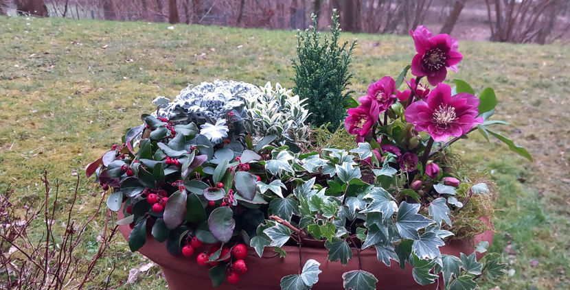  - Helleborus - Spanz