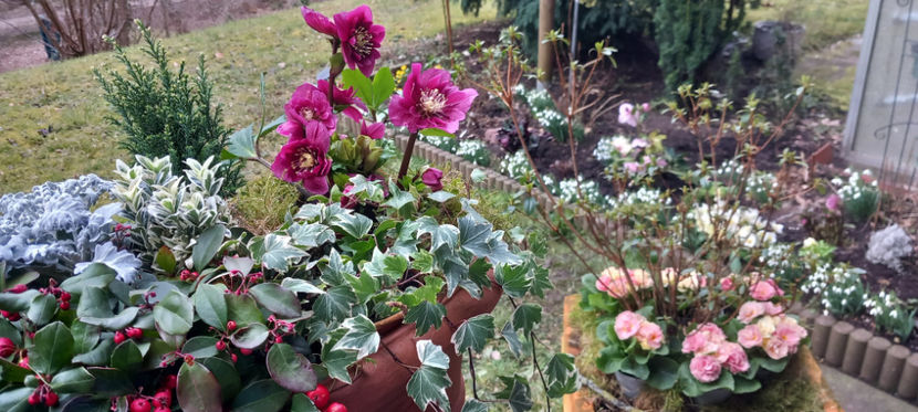  - Helleborus - Spanz