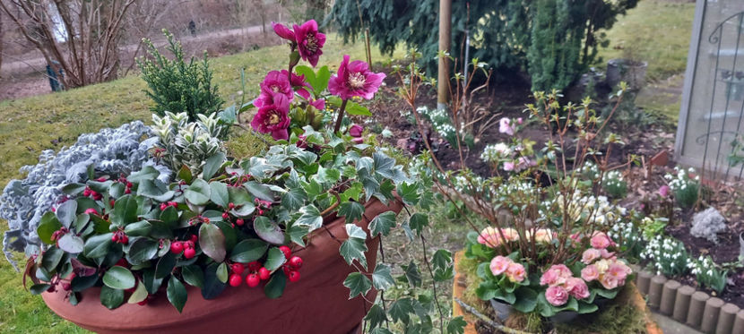  - Helleborus - Spanz