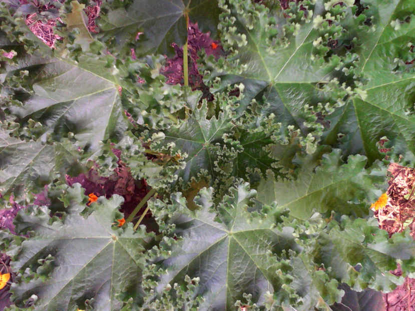  - -NALBA CREATA CHINEZEASCA