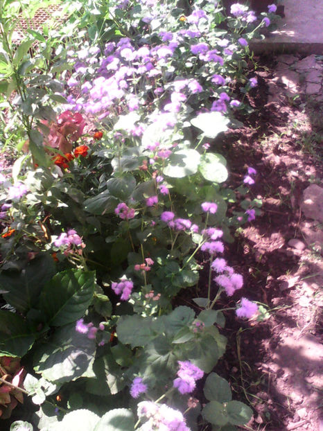  - -PUFULETI ALBASTRI - AGERATUM