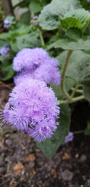  - -PUFULETI ALBASTRI - AGERATUM