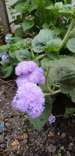  - -PUFULETI ALBASTRI - AGERATUM