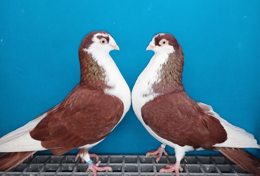 Perechea - B - Perechi 2025