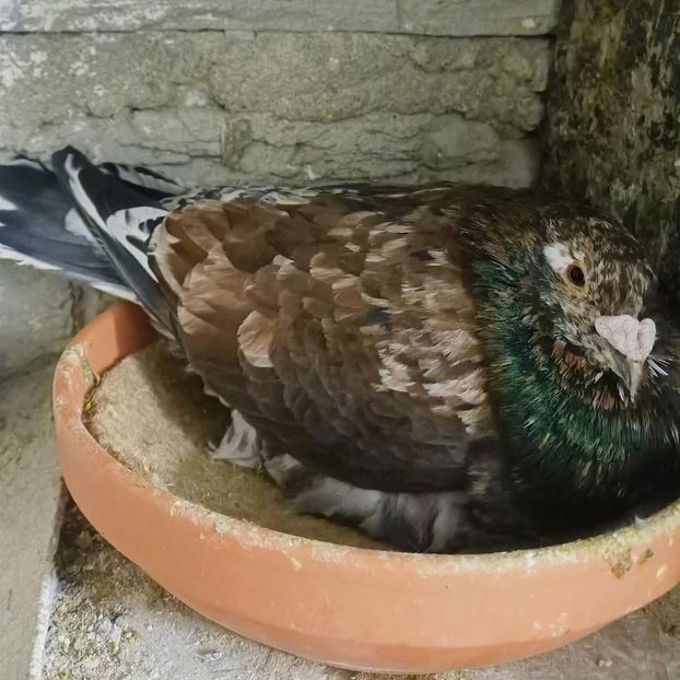  - Nu îmi aparțin 9