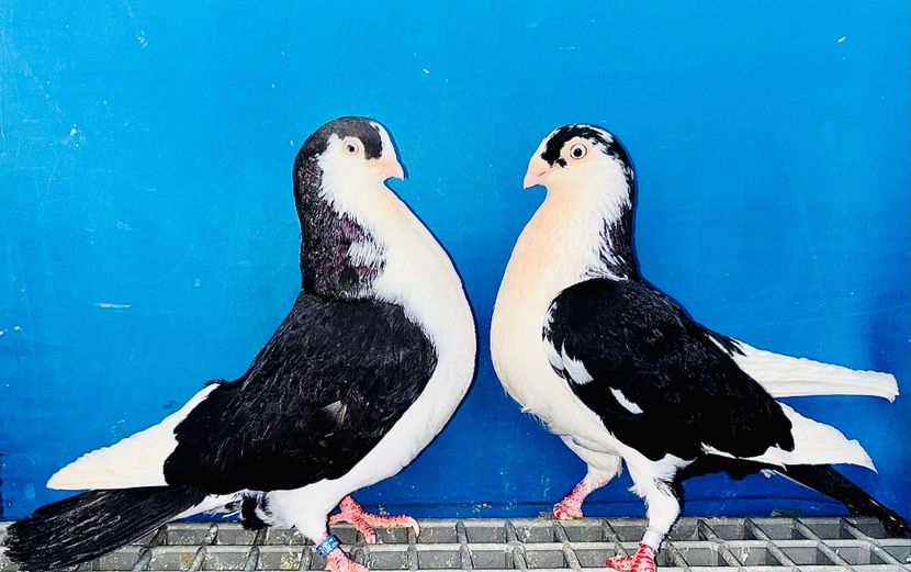 Perechea  29 - B - Perechi 2025