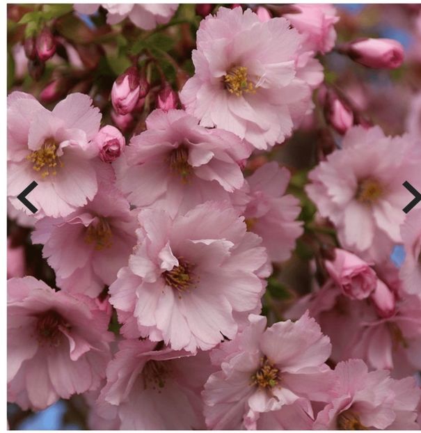 Prunus First Blush - aaaa Comanda plante 2025