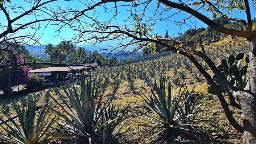 Mexican Farm 1 - --- MEXICO