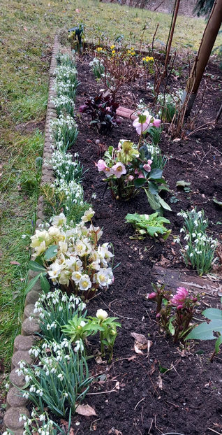  - Helleborus - Spanz