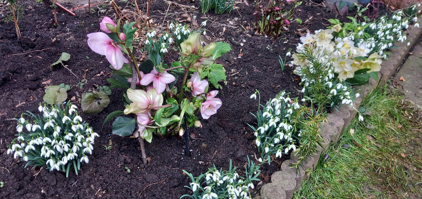  - Helleborus - Spanz