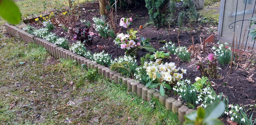  - Helleborus - Spanz