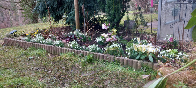  - Helleborus - Spanz