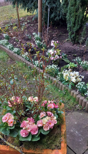  - Helleborus - Spanz