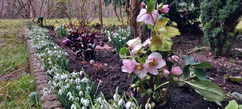  - Helleborus - Spanz