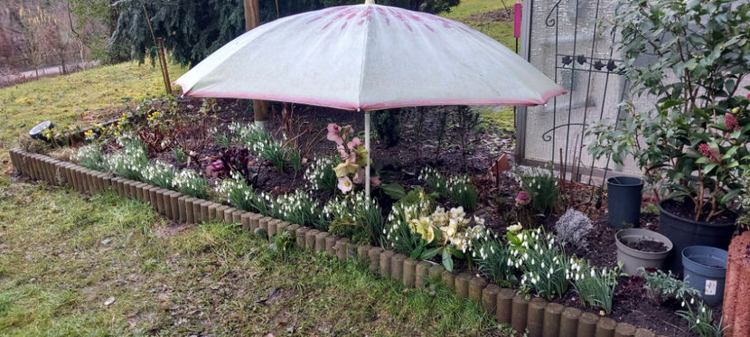 3. Martie, -9°C - Helleborus - Spanz