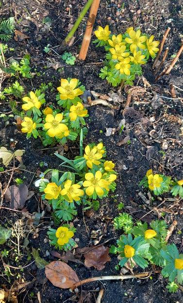  - 2024 - 04 - 2025 - 00 - Iarna