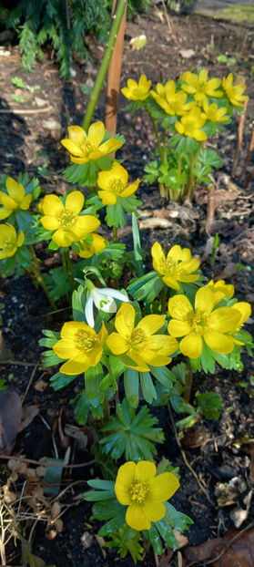  - 2024 - 04 - 2025 - 00 - Iarna