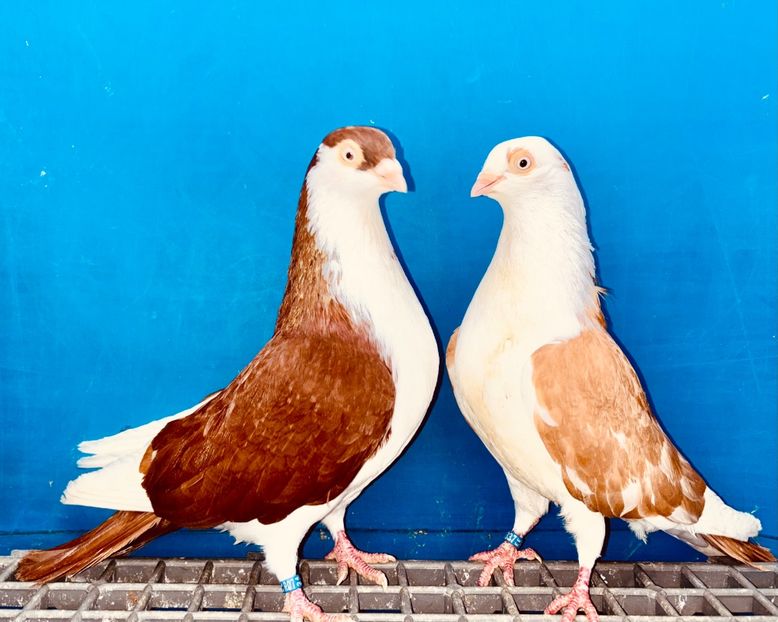 Perechea - B - Perechi 2025