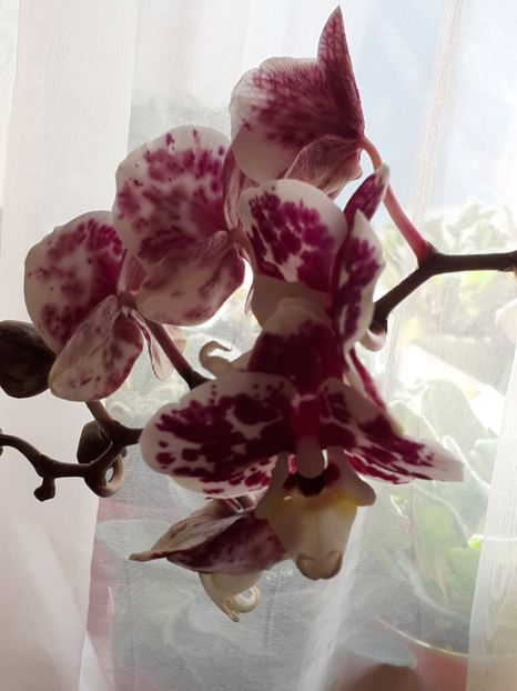 20250304_103037(0) - VIOLETE