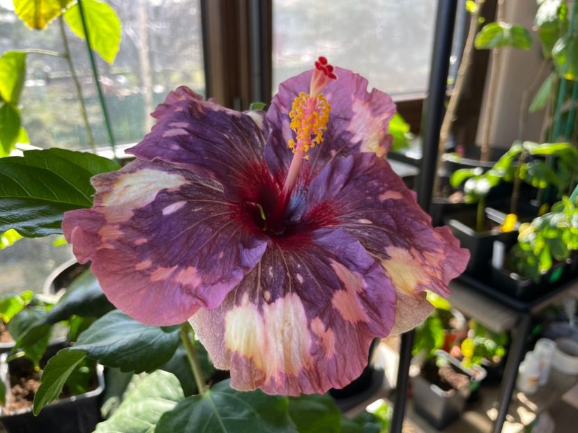  - Luv -Posog- Memories