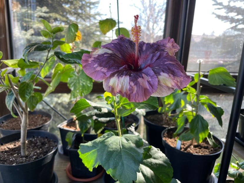  - Luv -Posog- Memories