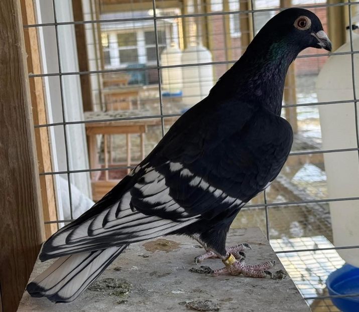  - Nu îmi aparțin 9