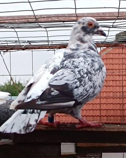  - Nu îmi aparțin 9