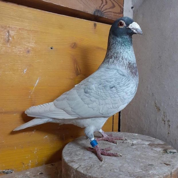  - Nu îmi aparțin 9