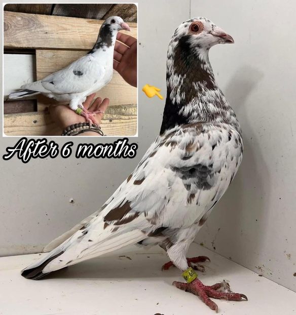 - Nu îmi aparțin 9