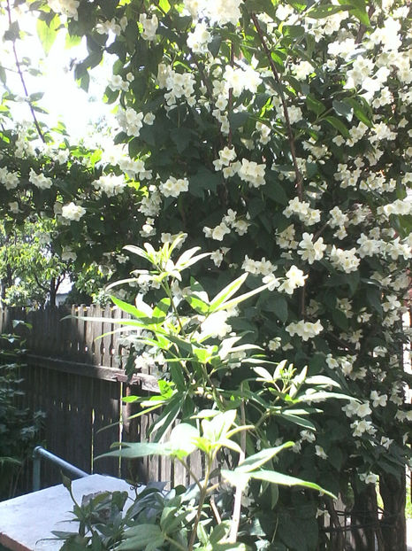  - -IASOMIE - PHILADELPHUS CORONARIUS