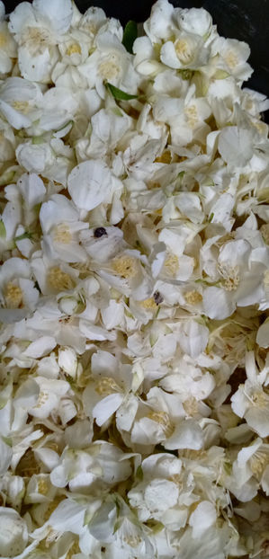  - -IASOMIE - PHILADELPHUS CORONARIUS