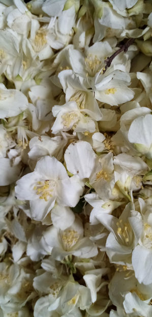  - -IASOMIE - PHILADELPHUS CORONARIUS