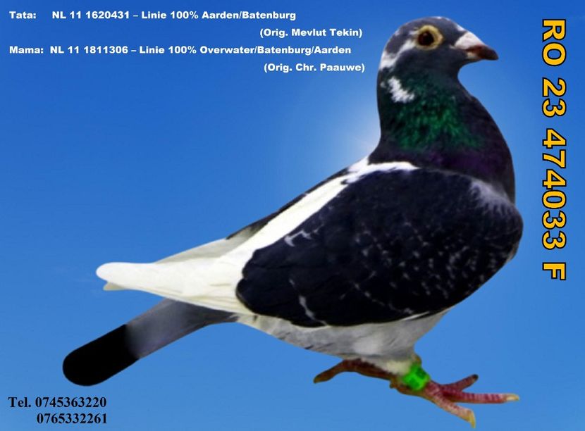 RO 23 474033 F REZERVATA IASI Pret 150 lei + transportul - ARHIVA