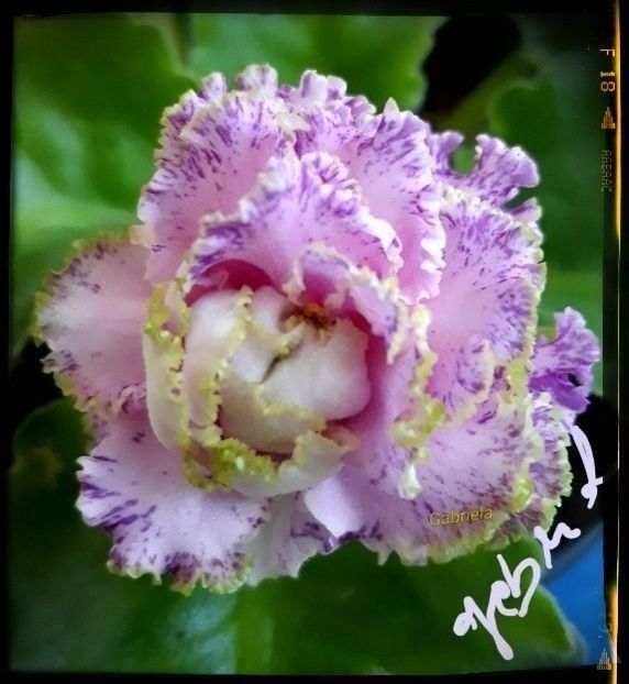 Feja - AA Pachet pui violete