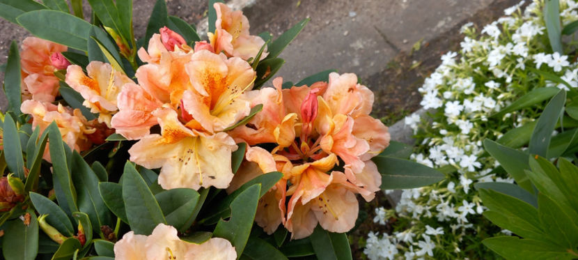  - Azalee si Rhododendroni