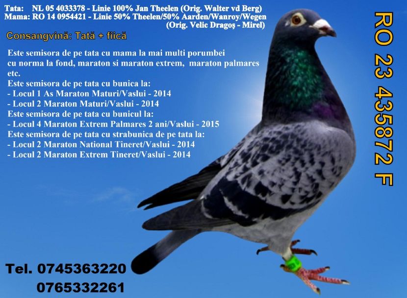 RO 23 435872 F REZERVATA GHINEA AUREL PRAHOVA Pret 150 lei + transportul - ARHIVA