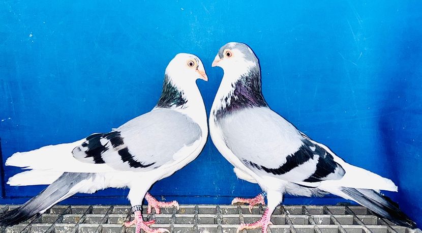 Perechea - B - Perechi 2025