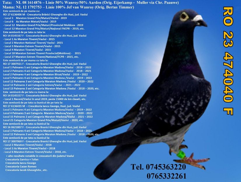 RO 23 474040 F Pret 300 Lei + transportul - 11 PORUMBEI - FEMELE - DISPONIBILE DIN ANII 2016 2017 2018 2019 2020 2021