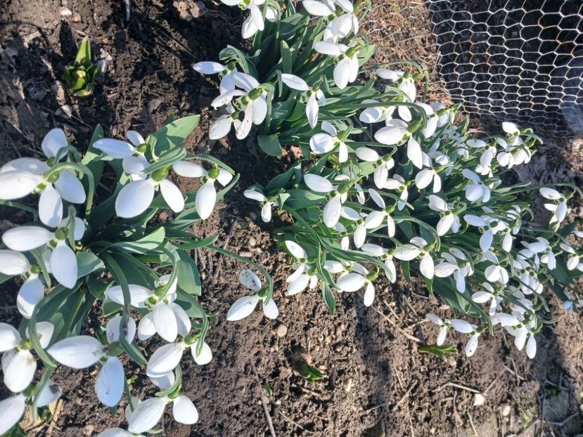  - PRIMVARA 2024 2025