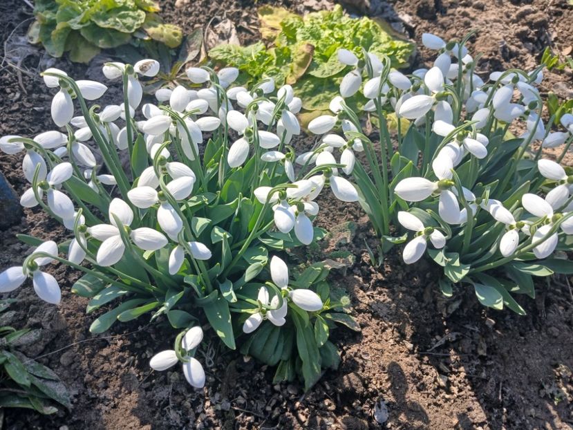  - PRIMVARA 2024 2025