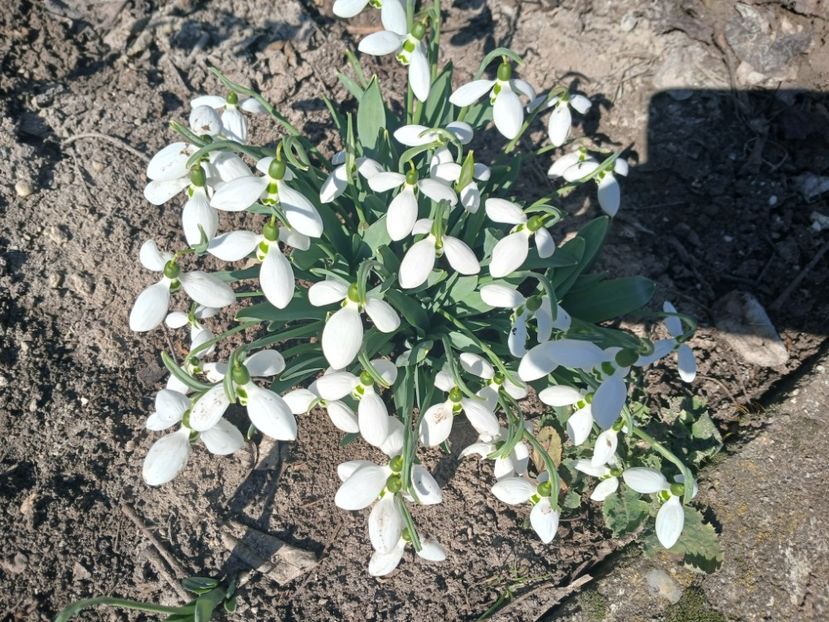  - PRIMVARA 2024 2025