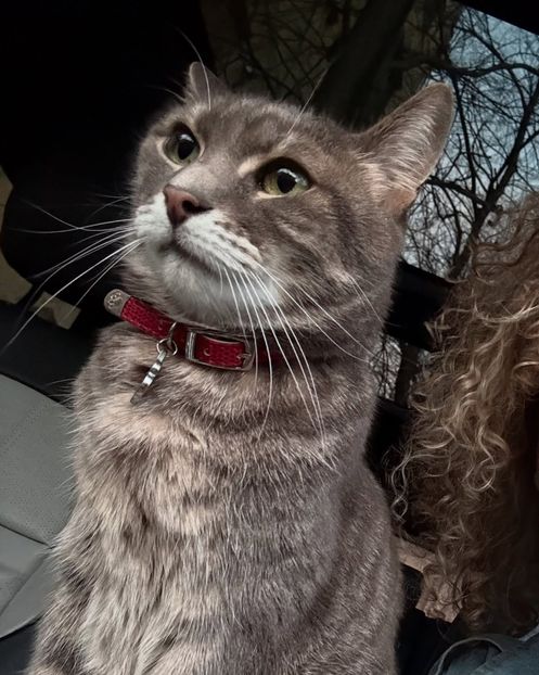  - Alexia si motanul ei