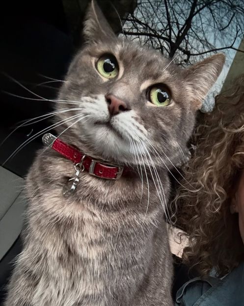  - Alexia si motanul ei