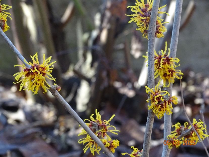  - Copacei si arbusti 2025