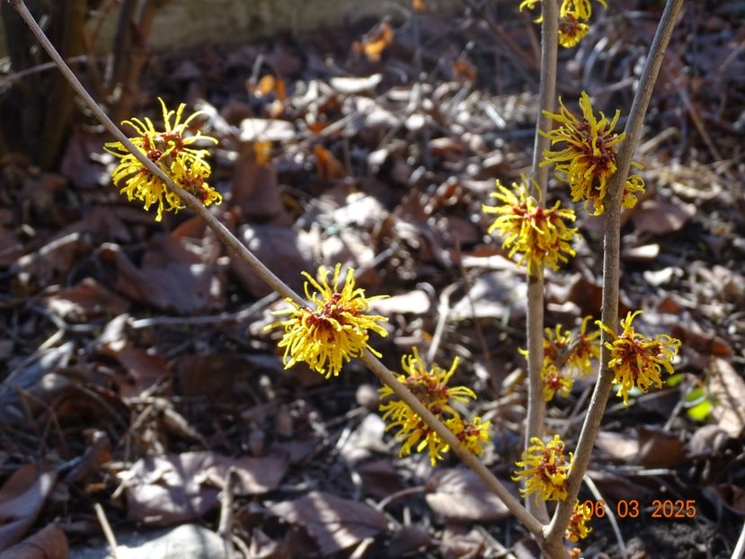  - Copacei si arbusti 2025